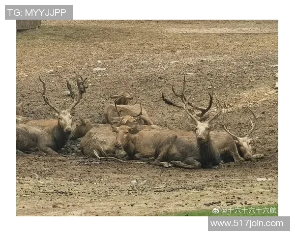 中国左撇子足球球星的崛起与挑战 探寻独特风格背后的力量与魅力